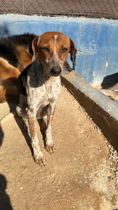 ALISON - Chien à adopter - photo 3