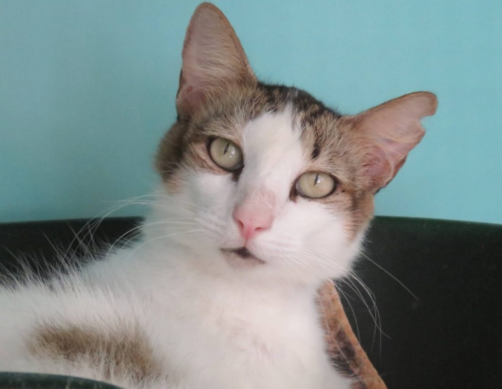 Popeye - Chat Européen à adopter