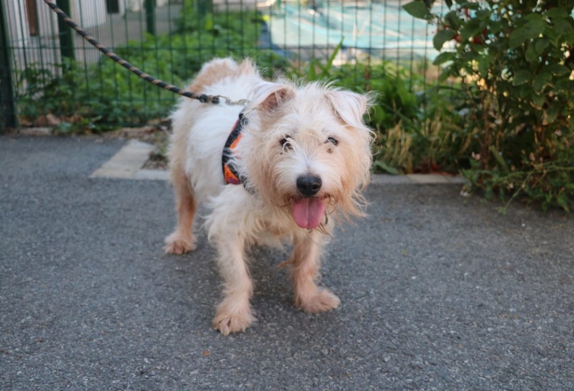 Yoga - Chien à adopter