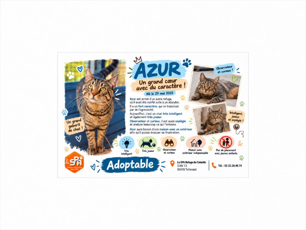 Azur - Chat Européen à adopter