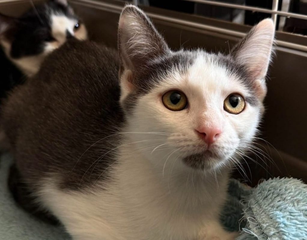 Bianca - Chat Européen à adopter