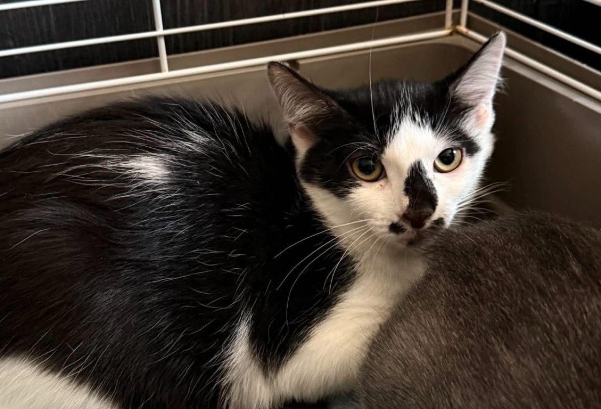 Britannie - Chat Européen à adopter
