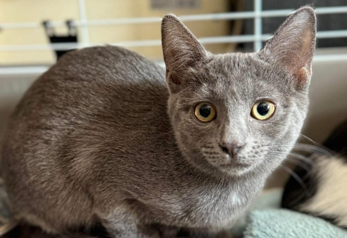 Bervelie - Chat Européen à adopter