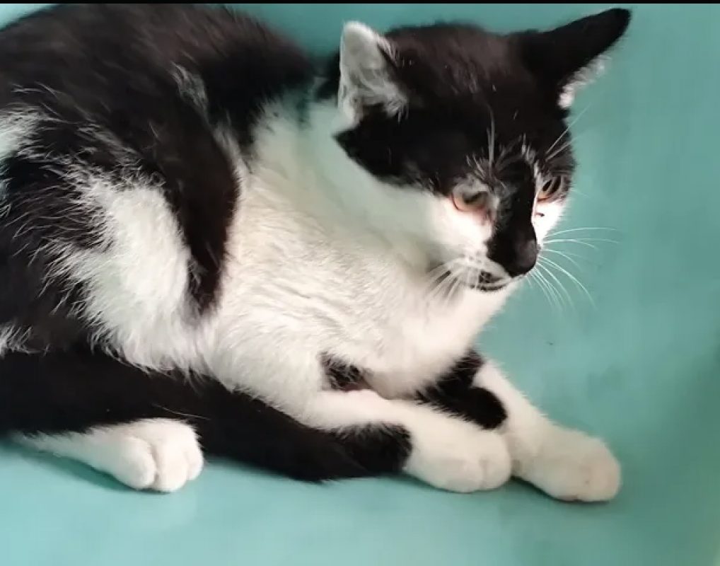 Leo - Chat Européen à adopter