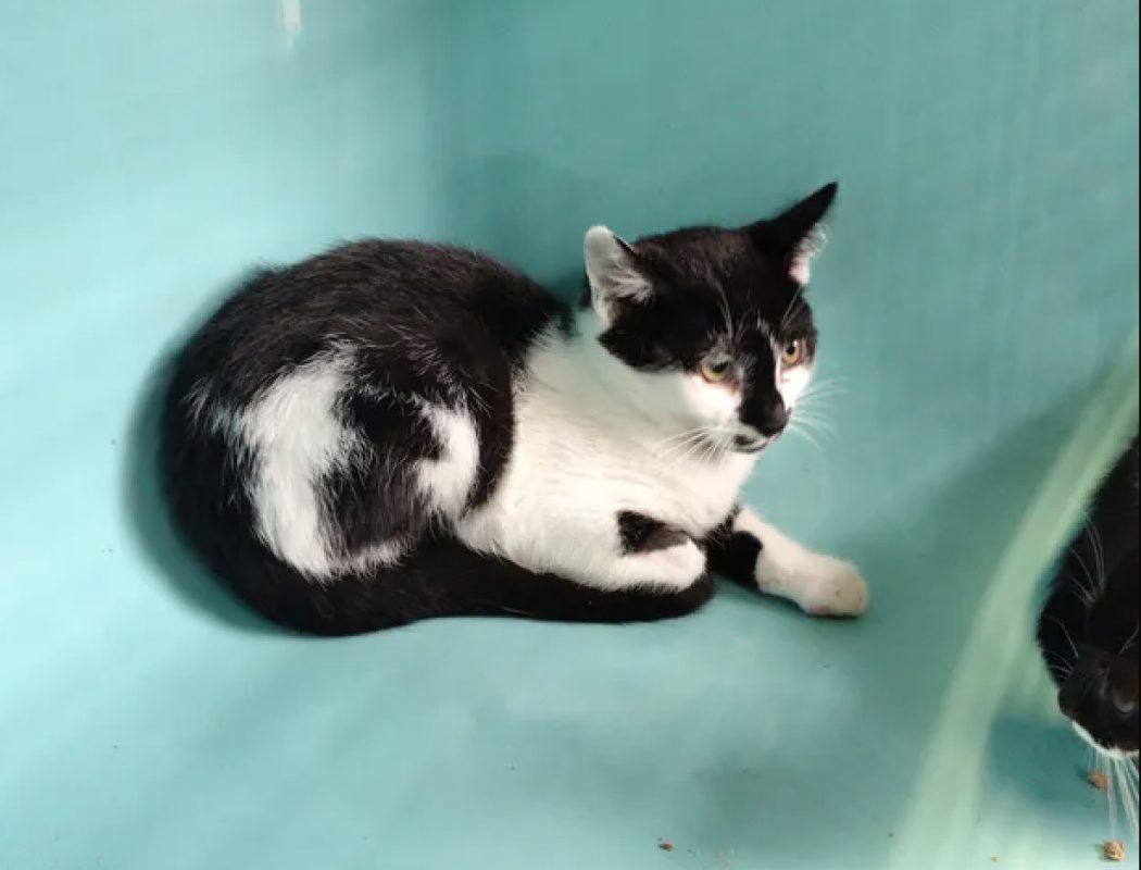 Leo - Chat Européen à adopter - photo 2