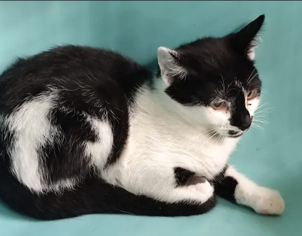 Leo - Chat Européen à adopter - photo 3