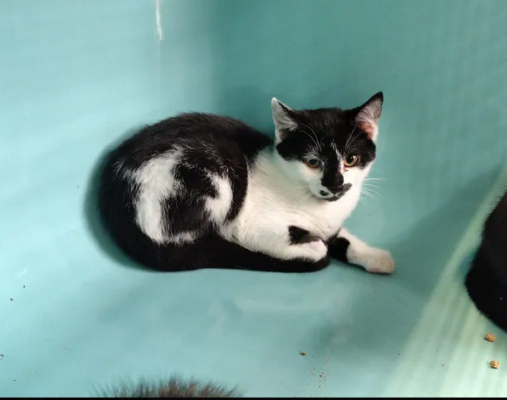 Leo - Chat Européen à adopter - photo 4