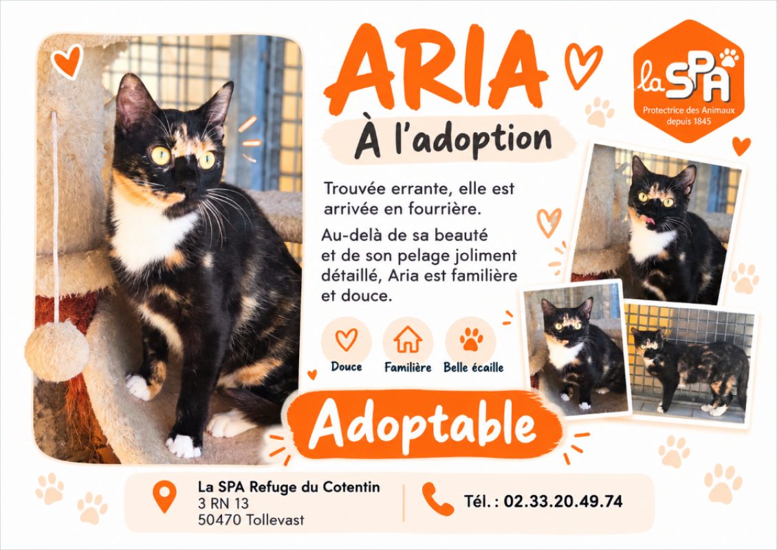 Aria - Chat Européen à adopter