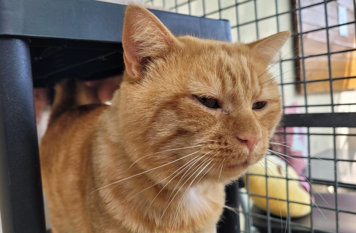 Gatsby - Chat Européen à adopter