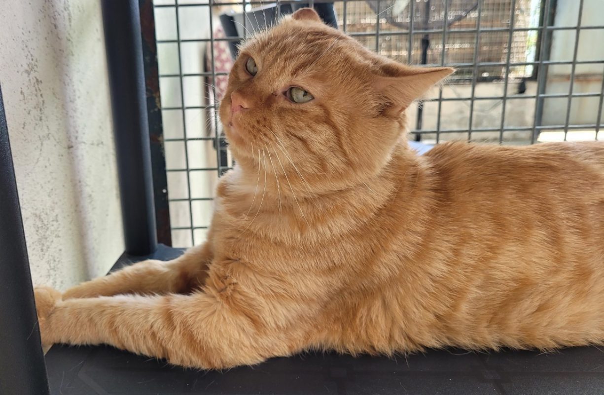 Gatsby - Chat Européen à adopter - photo 2