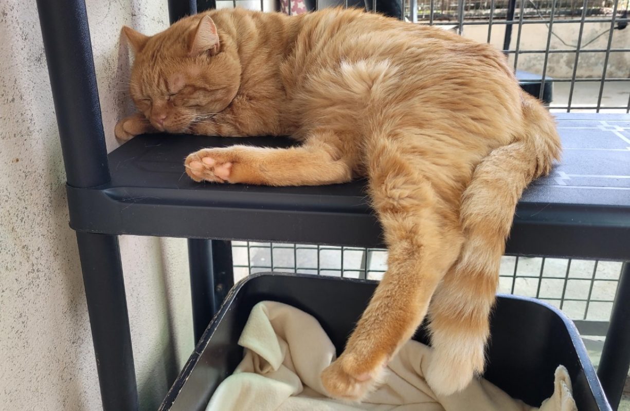 Gatsby - Chat Européen à adopter - photo 4