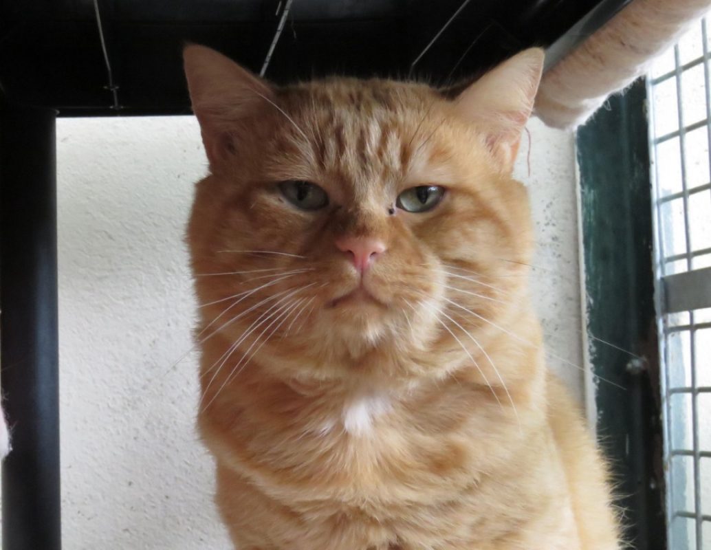 Gatsby - Chat Européen à adopter