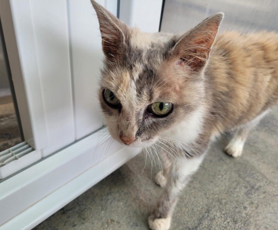 Sithys - Chat Européen à adopter