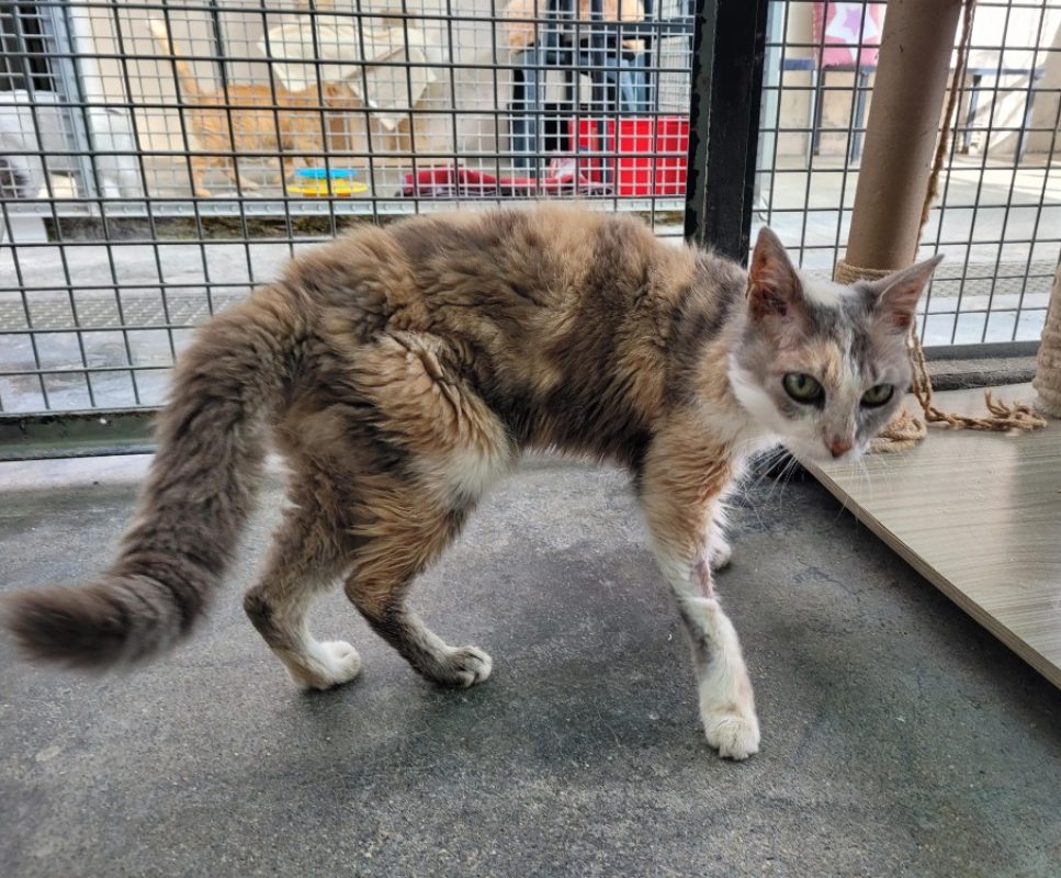 Sithys - Chat Européen à adopter - photo 2