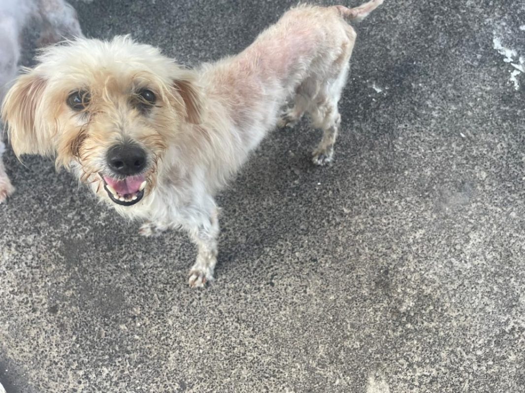 Felicia - Chien à adopter