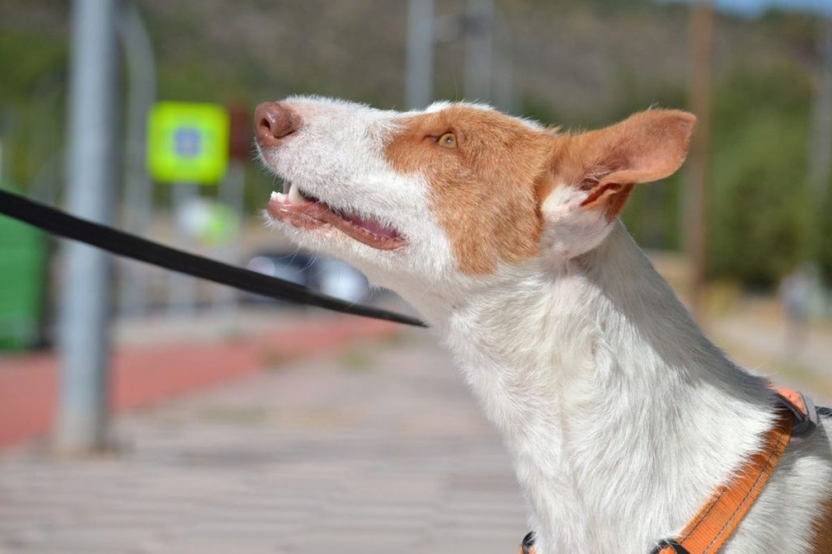 ORZA - Chien Podenco Ibicenco à adopter