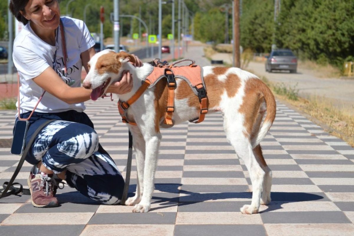 ORZA - Chien Podenco Ibicenco à adopter - photo 2