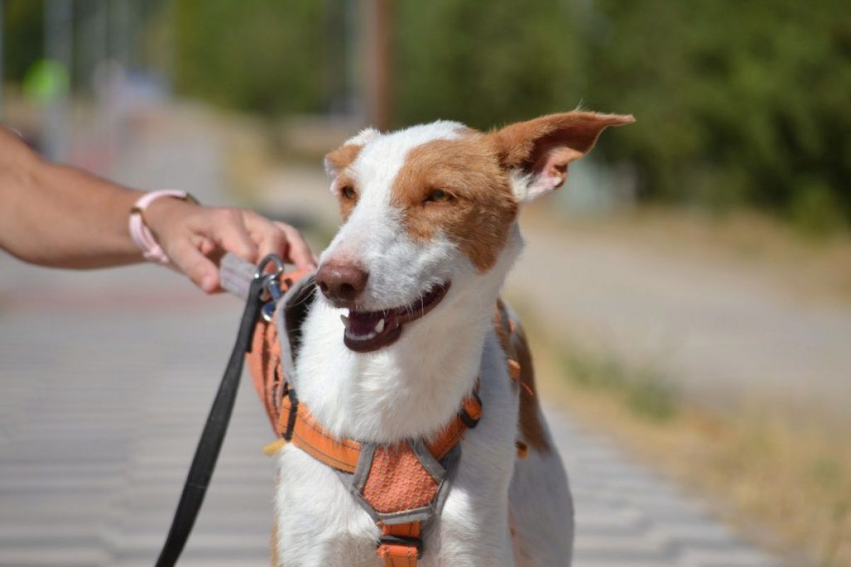 ORZA - Chien Podenco Ibicenco à adopter - photo 4