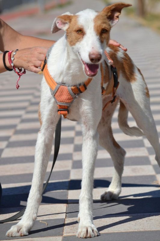 ORZA - Chien Podenco Ibicenco à adopter - photo 3