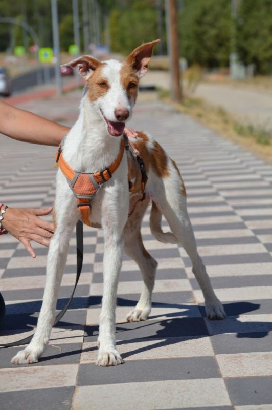 ORZA - Chien Podenco Ibicenco à adopter - photo 5