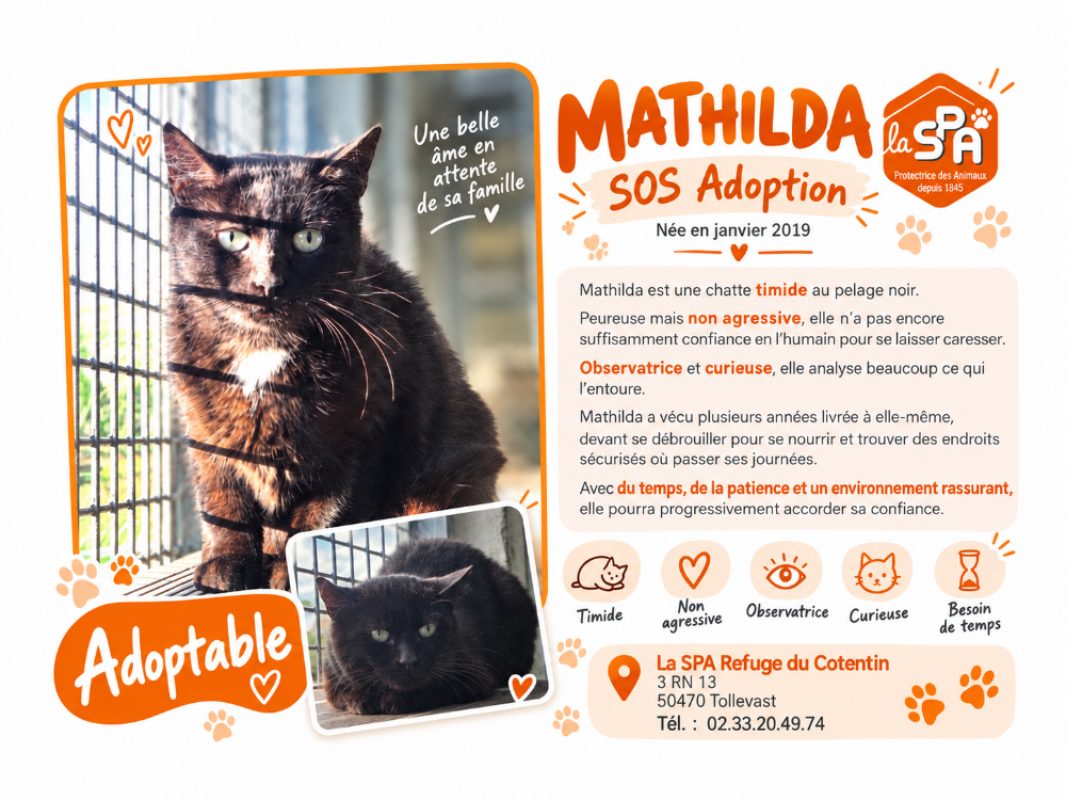 Mathilda - Chat Européen à adopter