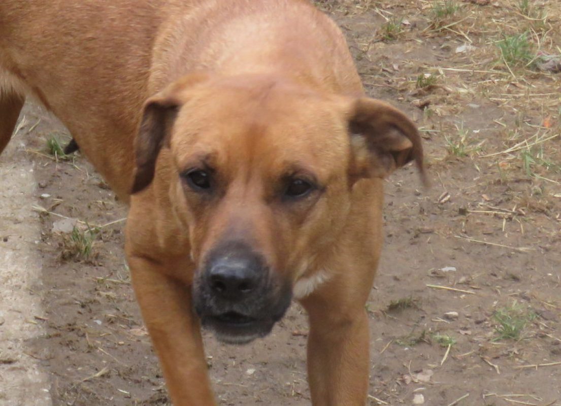 Djadja - Chien à adopter