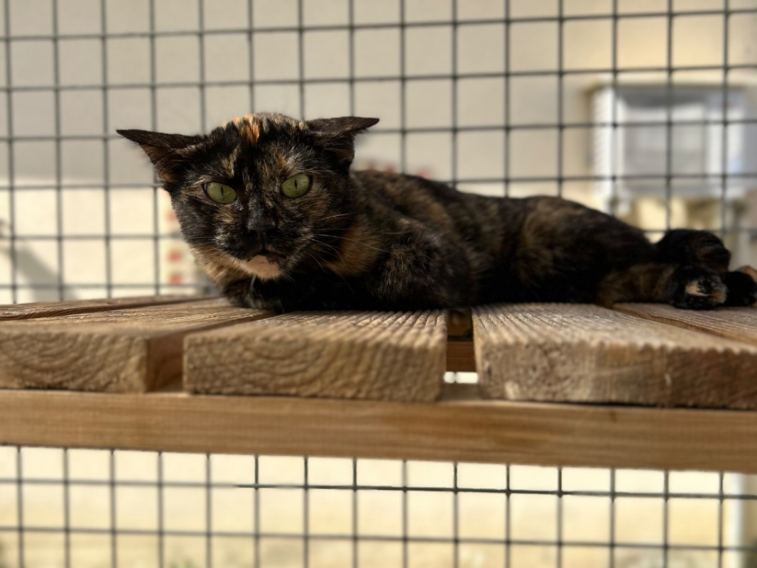 Photo #2 de Patatarte