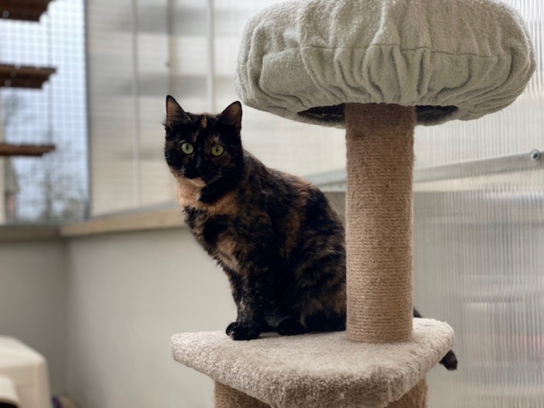 Photo #1 de Patatarte