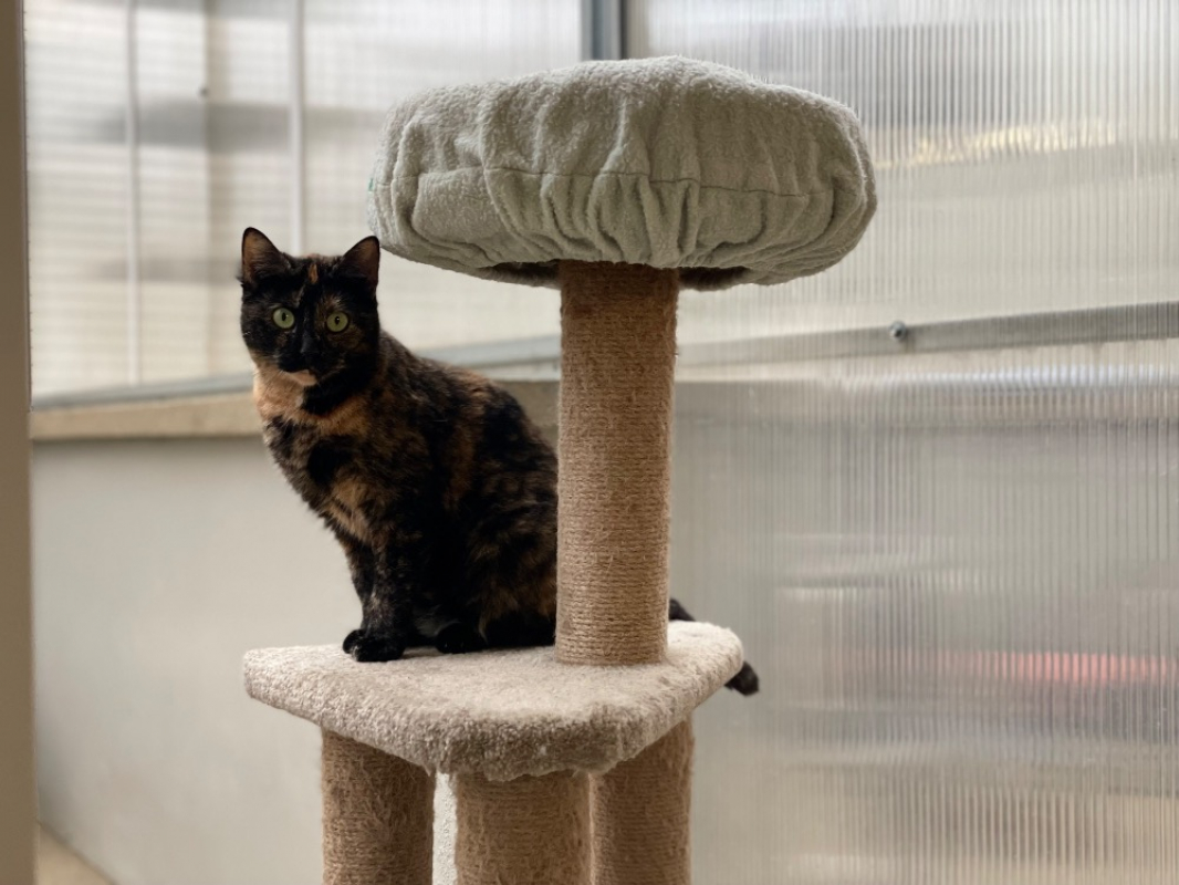 Photo #2 de Patatarte