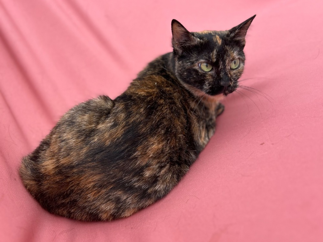 Photo #3 de Patatarte