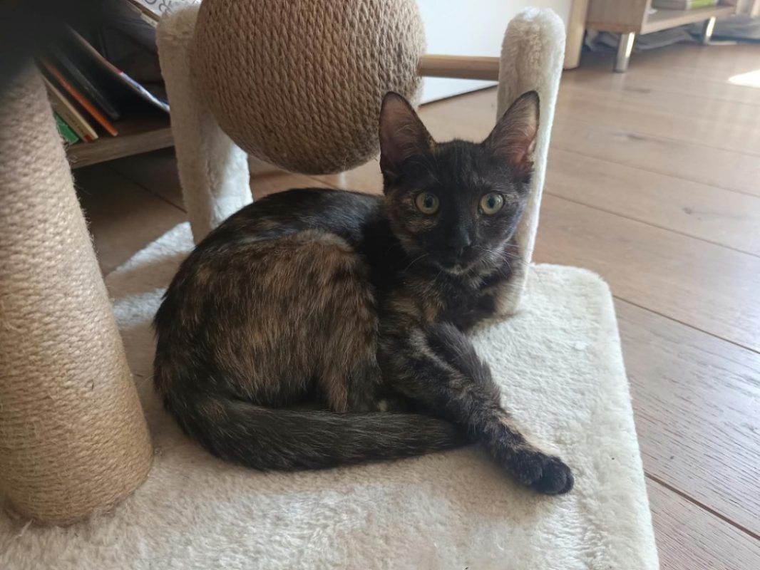 Tawadu - Chat Européen à adopter