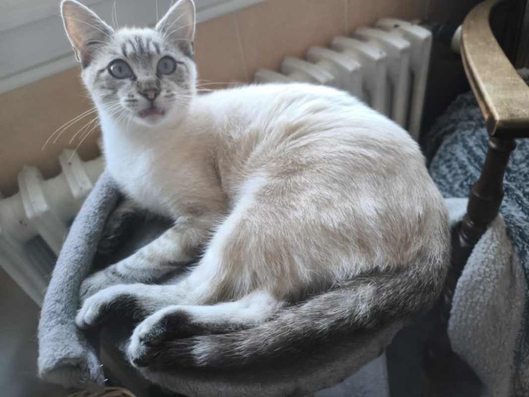 Timor - Chat Européen à adopter