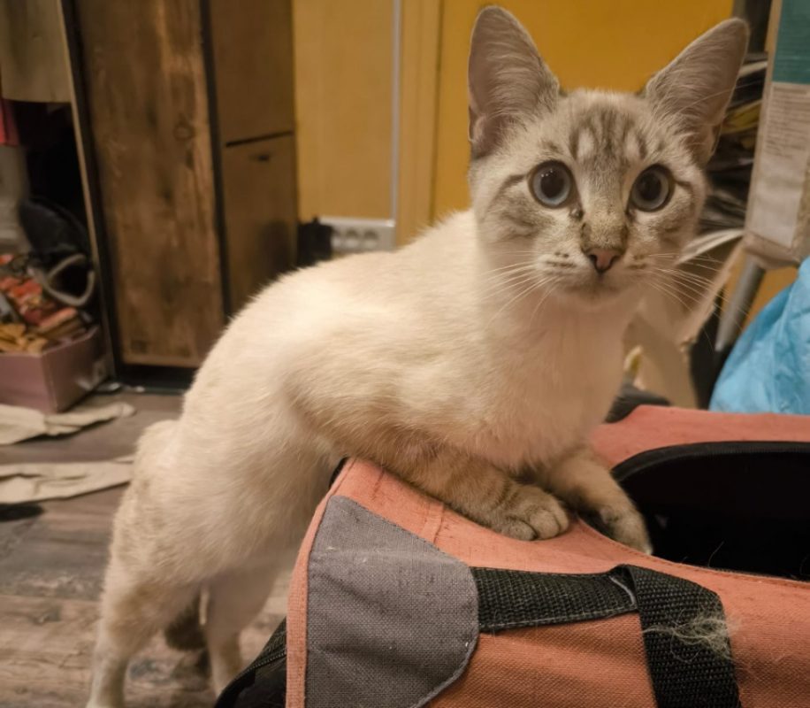 Timor - Chat Européen à adopter - photo 2