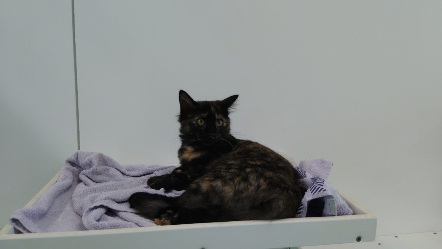 Clémentine - Chat Européen à adopter
