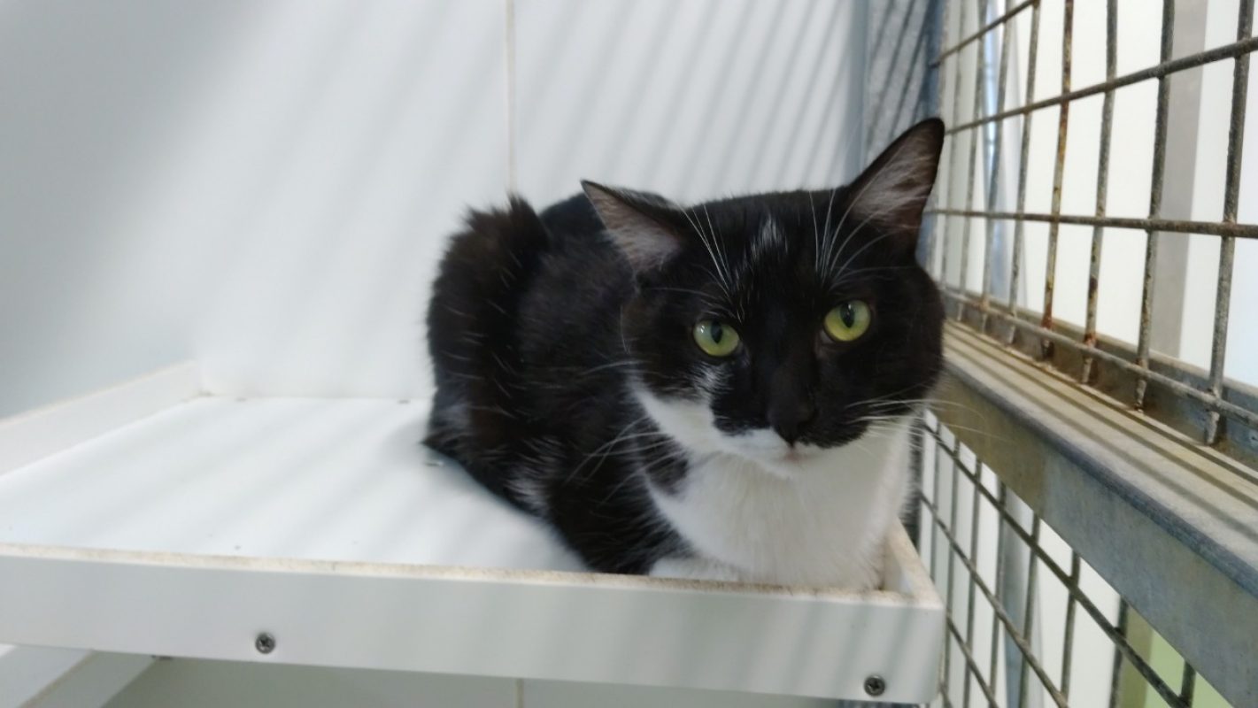 Félix - Chat Européen à adopter