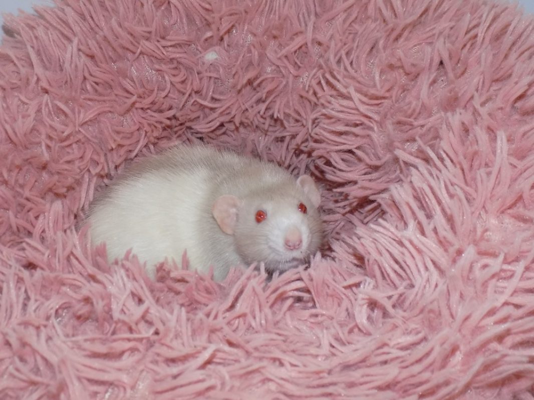 Popcorn - Rongeur Rat à adopter