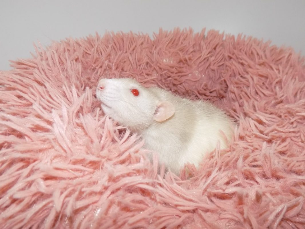 Popcorn - Rongeur Rat à adopter - photo 2
