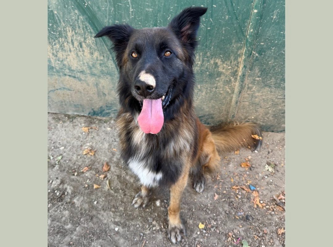Boris - Chien Berger Belge Tervueren à adopter