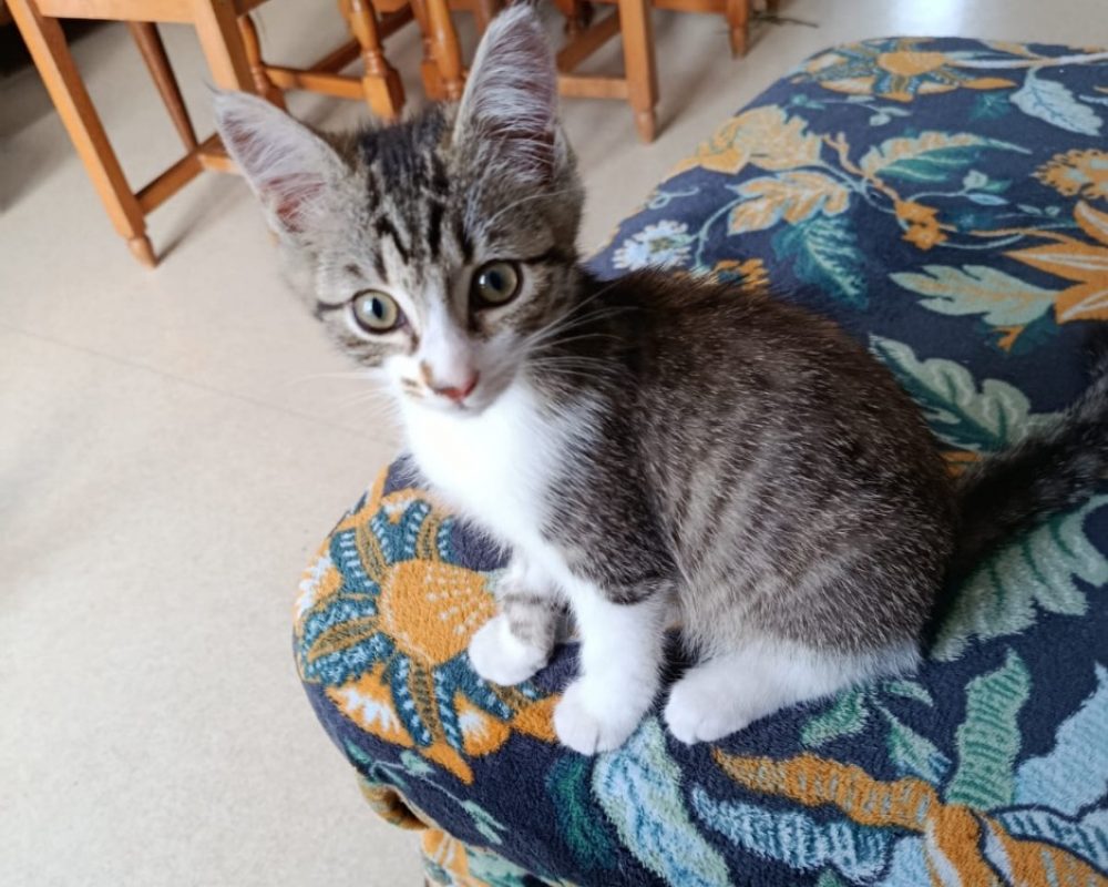 Antoine - Chat Européen à adopter