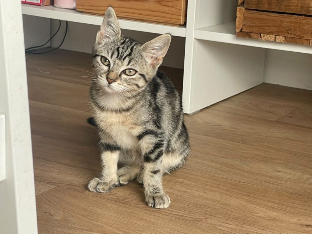 Naya - Chat Européen à adopter