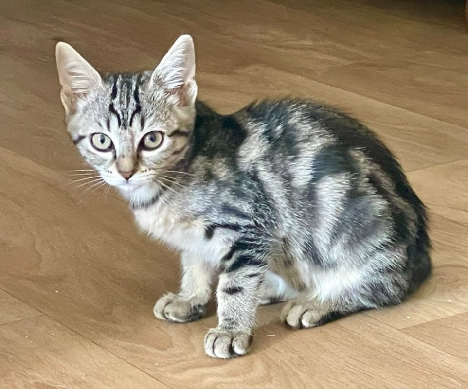 Naya - Chat Européen à adopter - photo 2