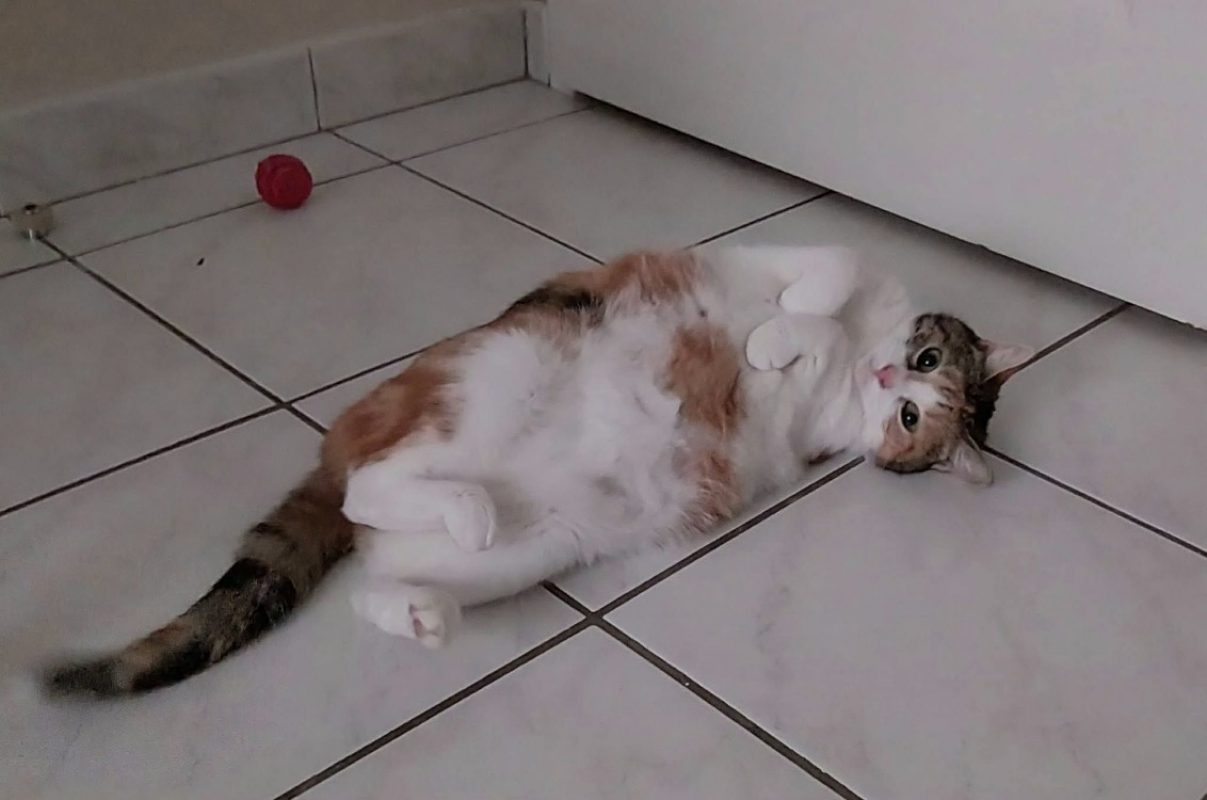Marcia - Chat Européen à adopter
