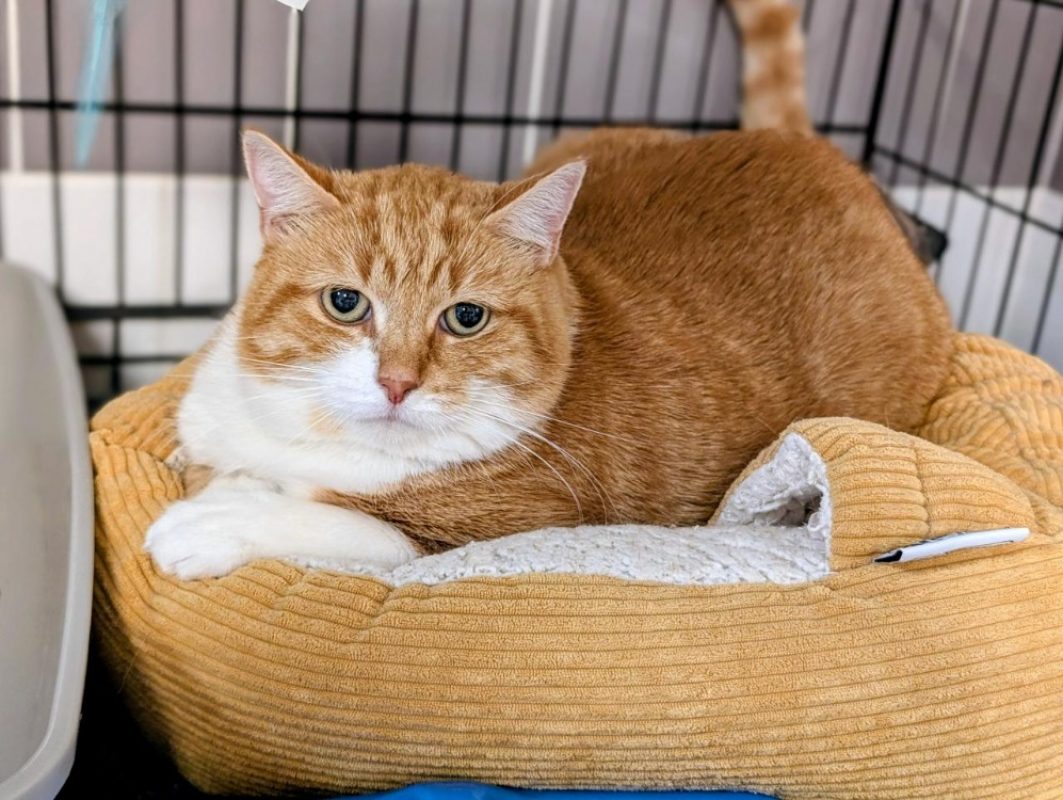 Simba - Chat Européen à adopter
