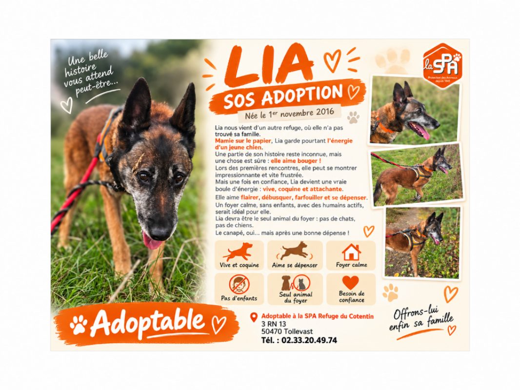 Lia en sos urgent - Chien Berger Belge Malinois à adopter