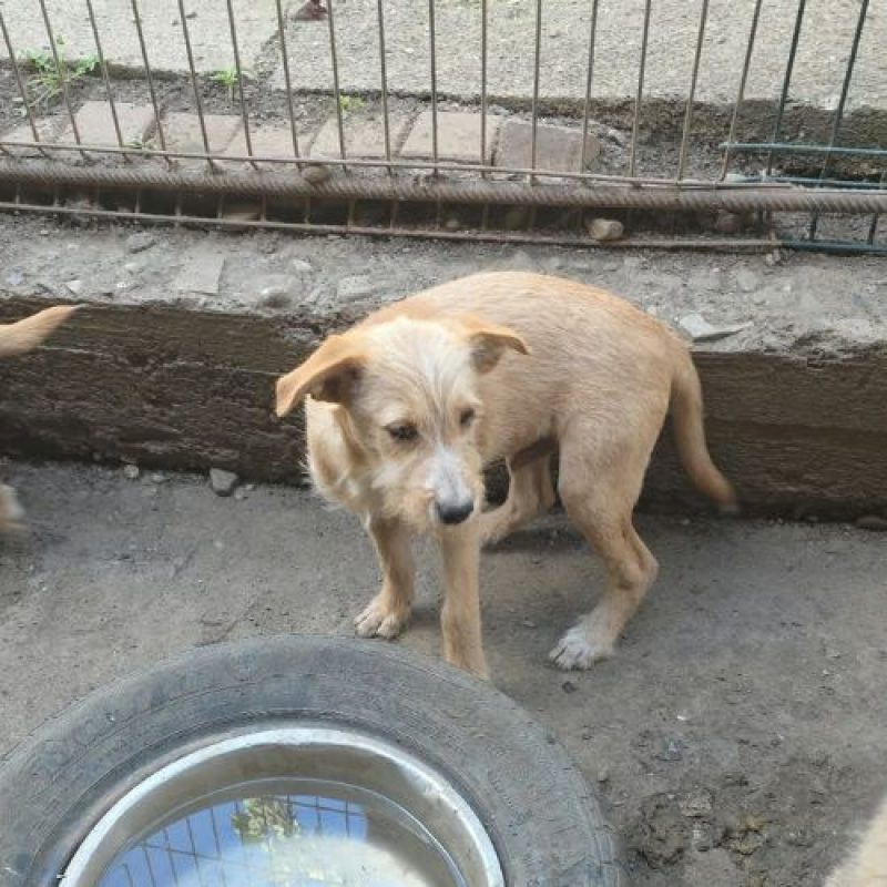 ROMEO - Chien à adopter