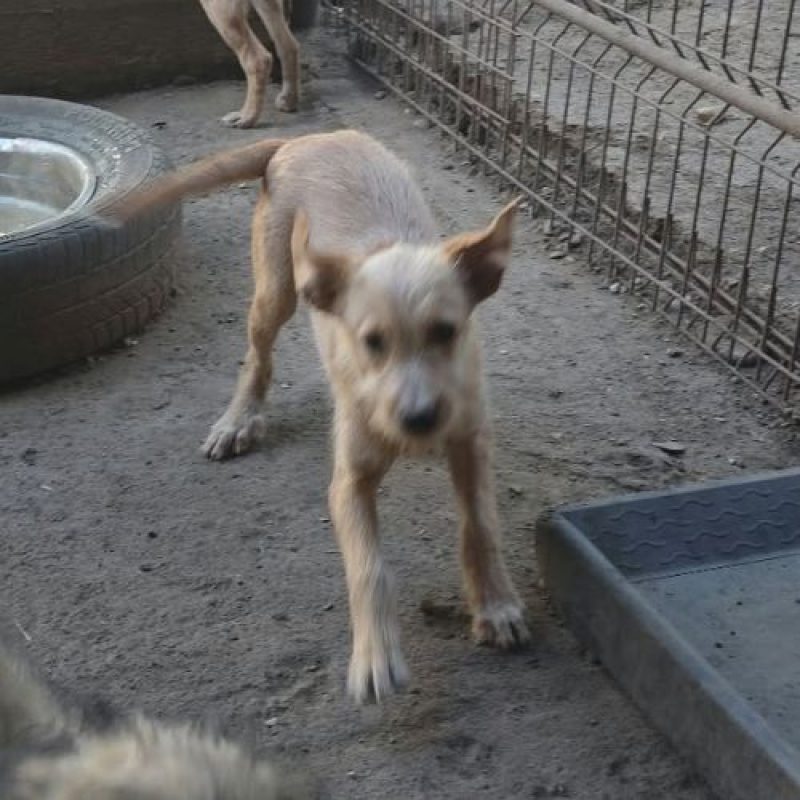 ROMEO - Chien à adopter - photo 4
