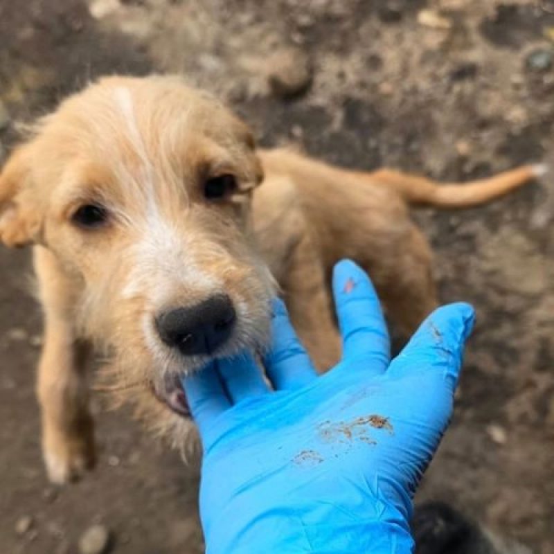 ROMEO - Chien à adopter - photo 2