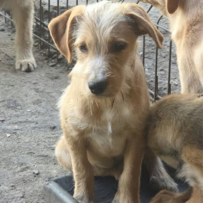 ROMEO - Chien à adopter - photo 3