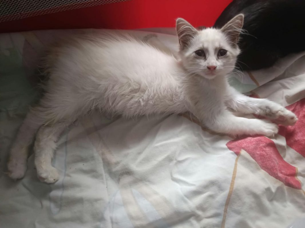 Flocon - Chat Européen à adopter