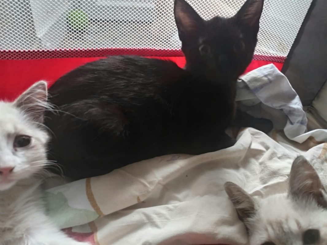 Choco - Chat Européen à adopter